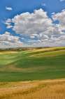 USA, Washington State, Palouse. Rolling hills with winter and spring wheat Art Print
